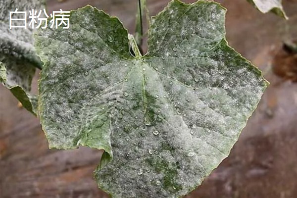 黄瓜的常见病虫害，常见霜霉病、蚜虫、斑潜蝇等种类