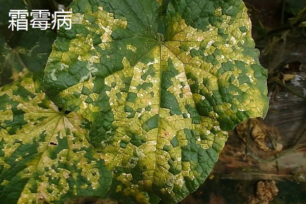 黄瓜的常见病虫害，常见霜霉病、蚜虫、斑潜蝇等种类
