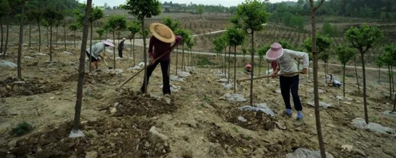 栽种树苗后如何判断是否成活，成活后具有叶片变绿、木质部颜色鲜艳等表现