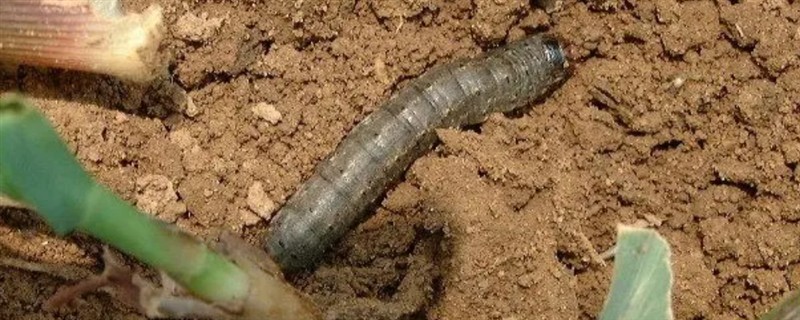 地老虎的防治方法，需及时对地块进行翻耕晒田