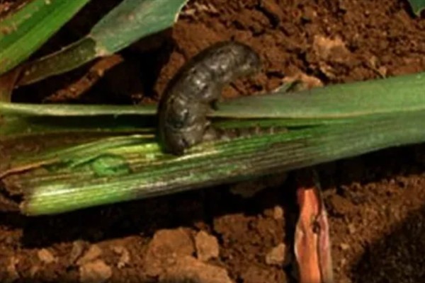 地老虎的防治方法，需及时对地块进行翻耕晒田