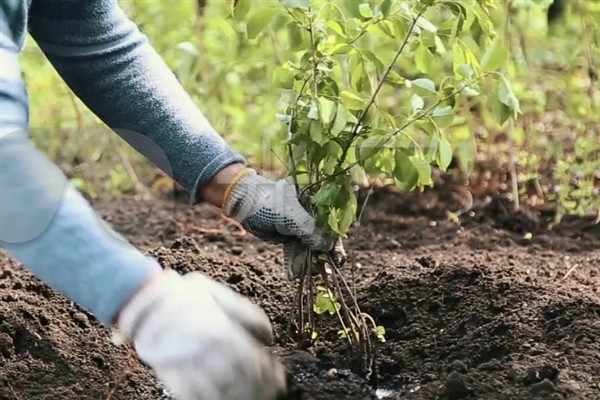 栽种树苗后如何判断是否成活，成活后具有叶片变绿、木质部颜色鲜艳等表现