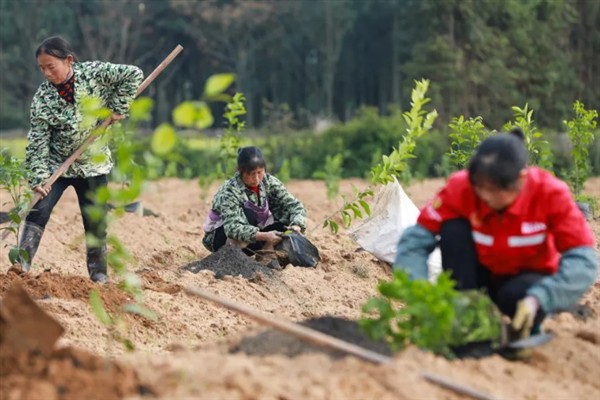 栽种树苗后如何判断是否成活，成活后具有叶片变绿、木质部颜色鲜艳等表现