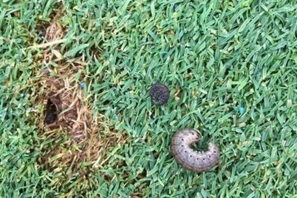 地老虎的防治方法，需及时对地块进行翻耕晒田