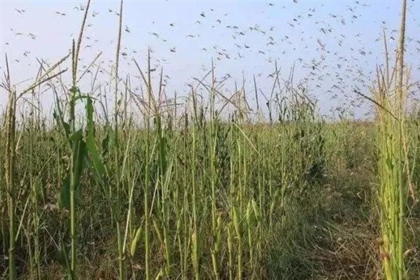 地老虎的防治方法，需及时对地块进行翻耕晒田