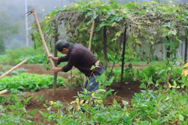 地老虎的防治方法，需及时对地块进行翻耕晒田