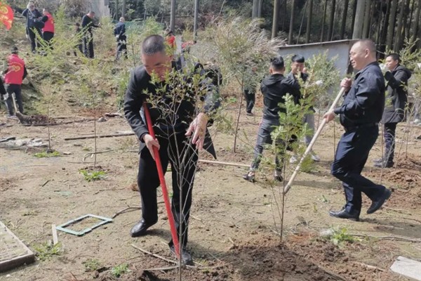 栽种树苗后如何判断是否成活，成活后具有叶片变绿、木质部颜色鲜艳等表现