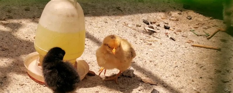 小野鸡刚出壳如何喂养，出壳后的24-36小时内开食