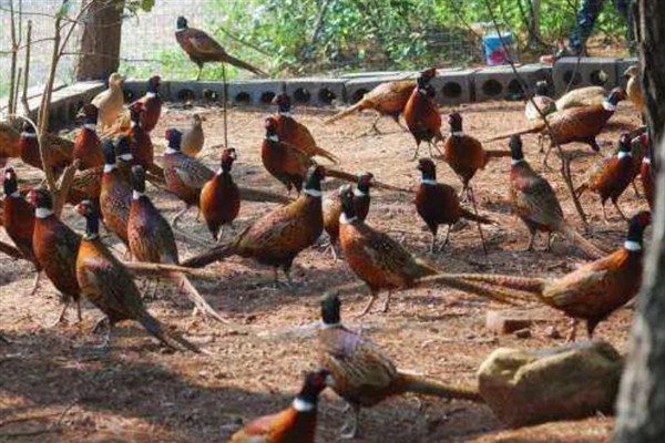 小野鸡刚出壳如何喂养，出壳后的24-36小时内开食