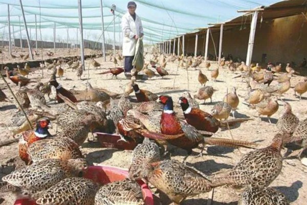 小野鸡刚出壳如何喂养，出壳后的24-36小时内开食