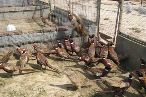 小野鸡刚出壳如何喂养，出壳后的24-36小时内开食