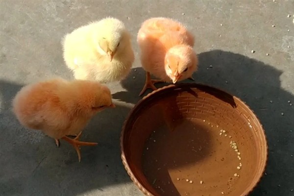 小野鸡刚出壳如何喂养，出壳后的24-36小时内开食