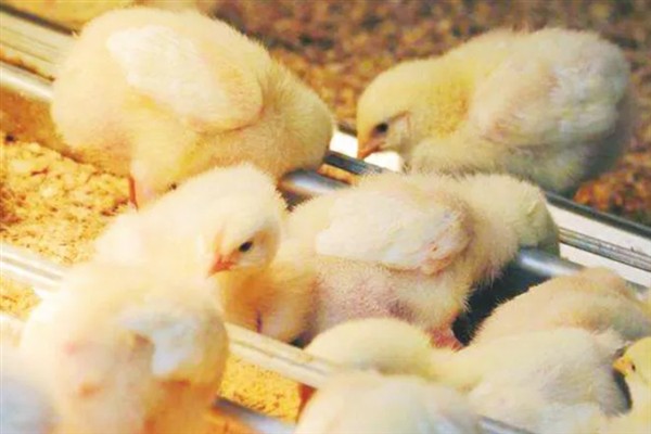 小野鸡刚出壳如何喂养，出壳后的24-36小时内开食
