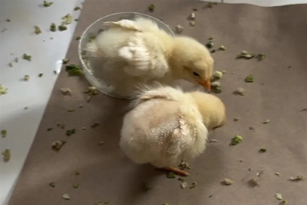 小野鸡刚出壳如何喂养，出壳后的24-36小时内开食