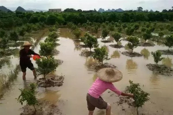 栽种树苗后如何判断是否成活，成活后具有叶片变绿、木质部颜色鲜艳等表现