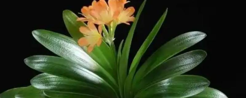 君子兰的品种，常见的有大花君子兰、细叶君子兰等