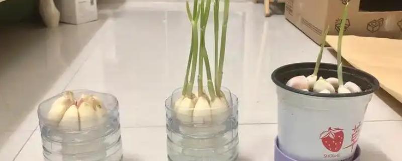 如何水培大蒜，在秋季进行水培为佳