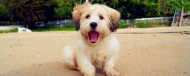 狗拉稀流鼻涕的原因，主要是寒冷刺激、感染犬瘟热病毒、体内存在寄生虫所致