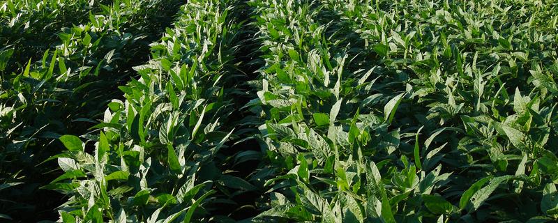 东北农作物的生长期短不短，一般只有4个月左右