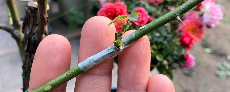 月季花能嫁接吗，月季花可以嫁接