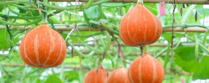 冬季种植南瓜怎么管理，摘除多余的侧枝、徒长枝等不良枝条可提高生长质量