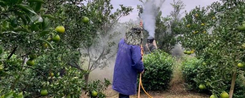 虫螨腈的防治对象，可防除鳞翅目、同翅目等科目中的害虫
