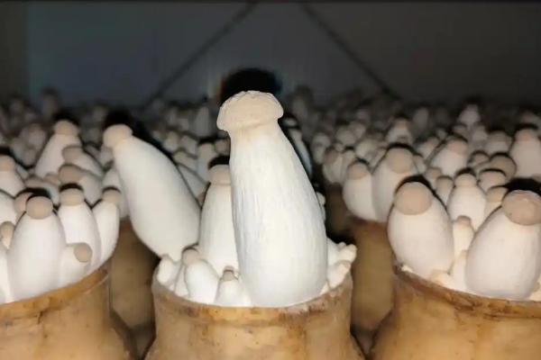 杏鲍菇和鸡腿菇区别，产地、形态均不同