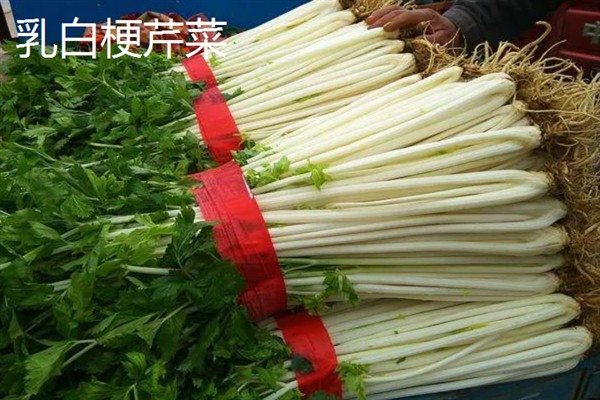 芹菜有什么好品种，绿梗芹菜、乳白梗芹菜等品种皆为良种