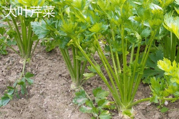 芹菜有什么好品种，绿梗芹菜、乳白梗芹菜等品种皆为良种