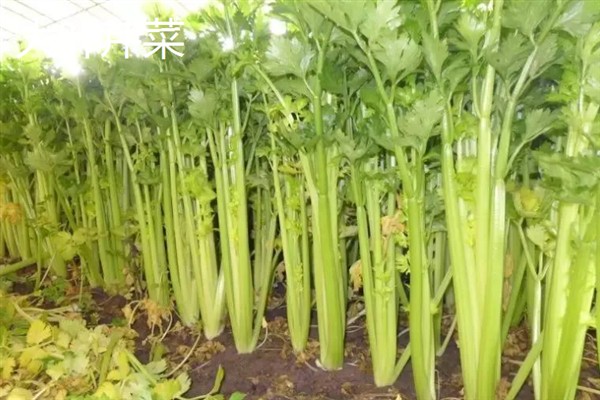 芹菜有什么好品种，绿梗芹菜、乳白梗芹菜等品种皆为良种