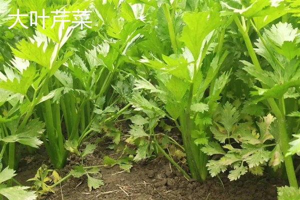 芹菜有什么好品种，绿梗芹菜、乳白梗芹菜等品种皆为良种