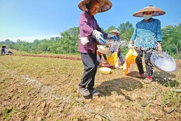 冬季种植南瓜怎么管理,摘除多余的侧枝、徒长枝等不良枝条可提高生长质量