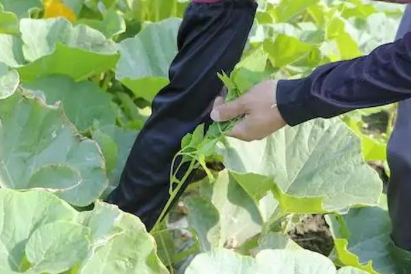 冬季种植南瓜怎么管理,摘除多余的侧枝、徒长枝等不良枝条可提高生长质量