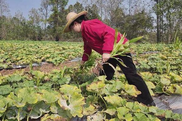 冬季种植南瓜怎么管理,摘除多余的侧枝、徒长枝等不良枝条可提高生长质量