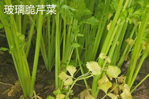 芹菜有什么好品种，绿梗芹菜、乳白梗芹菜等品种皆为良种