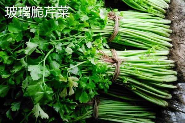 芹菜有什么好品种，绿梗芹菜、乳白梗芹菜等品种皆为良种