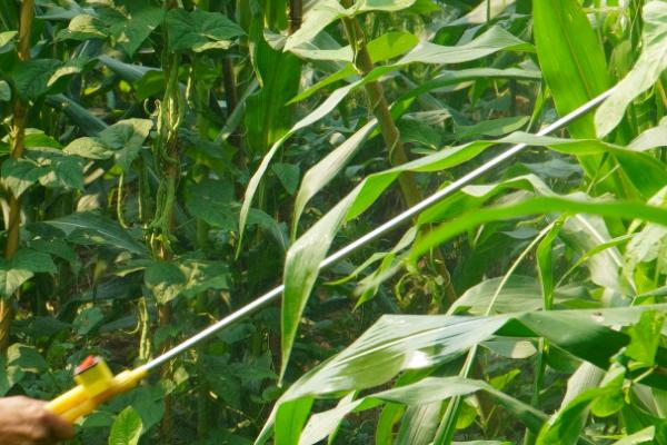 冬季种植南瓜怎么管理,摘除多余的侧枝、徒长枝等不良枝条可提高生长质量