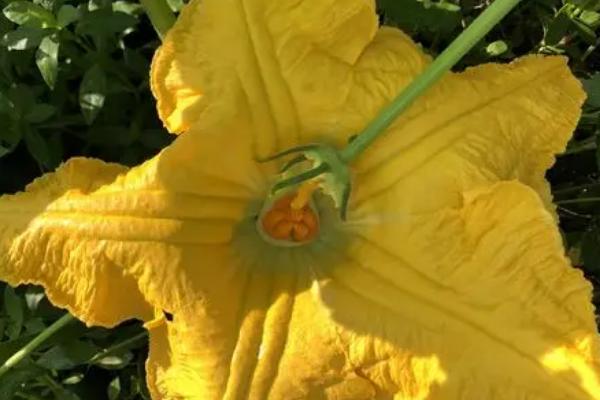 冬季种植南瓜怎么管理,摘除多余的侧枝、徒长枝等不良枝条可提高生长质量