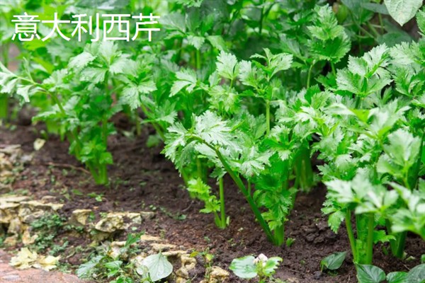 芹菜有什么好品种，绿梗芹菜、乳白梗芹菜等品种皆为良种
