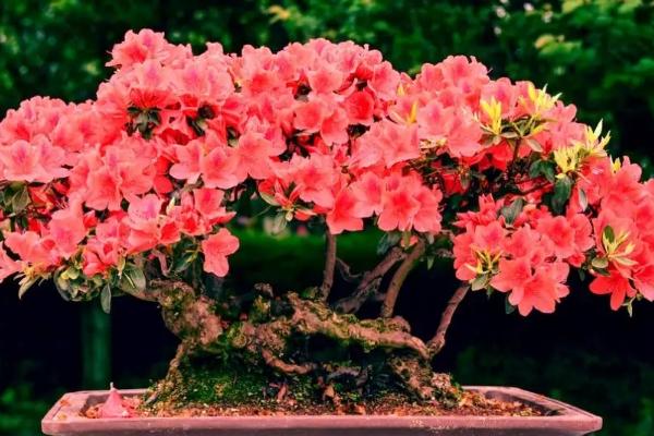 冬季怎么养殖杜鹃花，每隔4-7天浇一次水