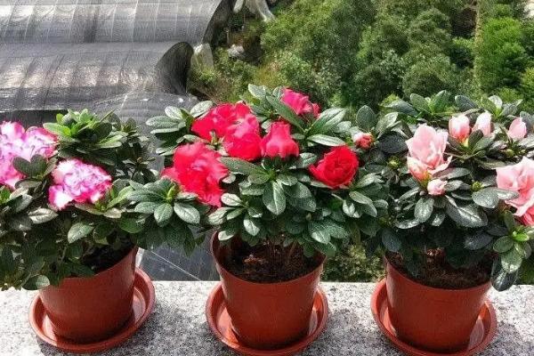 冬季怎么养殖杜鹃花，每隔4-7天浇一次水