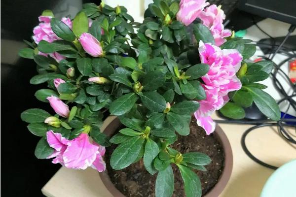 冬季怎么养殖杜鹃花，每隔4-7天浇一次水