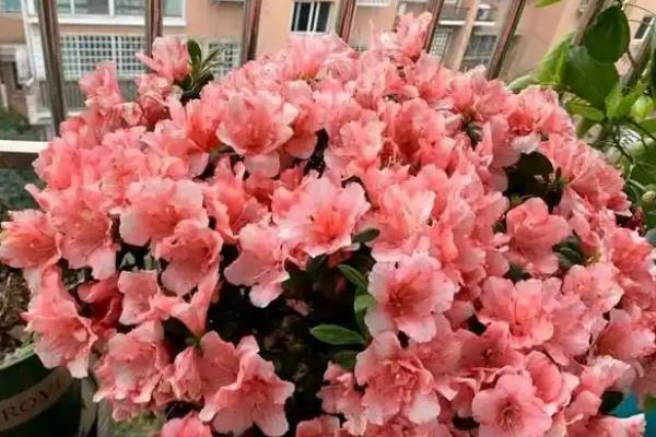 冬季怎么养殖杜鹃花，每隔4-7天浇一次水