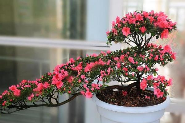 冬季怎么养殖杜鹃花，每隔4-7天浇一次水