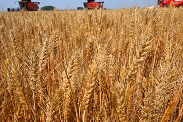 东北农作物的生长期短不短,一般只有4个月左右