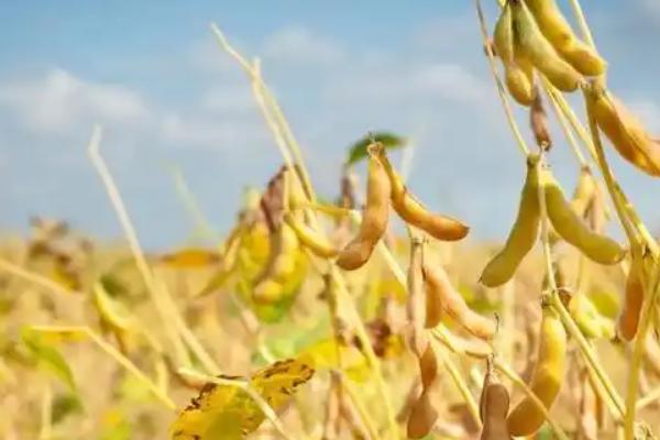 东北农作物的生长期短不短,一般只有4个月左右