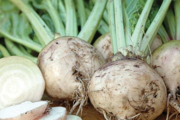 东北农作物的生长期短不短,一般只有4个月左右