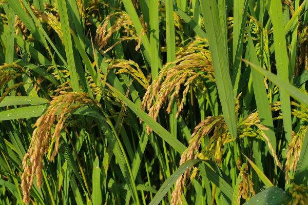 东北农作物的生长期短不短,一般只有4个月左右