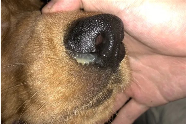 狗拉稀流鼻涕的原因，主要是寒冷刺激、感染犬瘟热病毒、体内存在寄生虫所致
