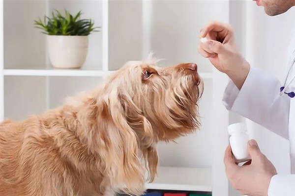 狗拉稀流鼻涕的原因，主要是寒冷刺激、感染犬瘟热病毒、体内存在寄生虫所致
